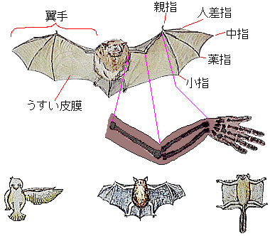 コウモリの骨格